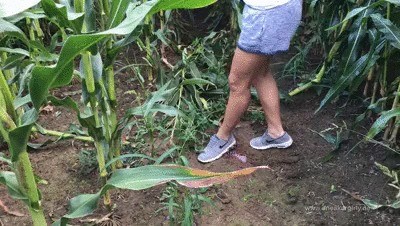 Sneaker-girl Fussballgirl07 – Corn-field Crush
