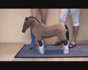 Small Horse Under Two Butts